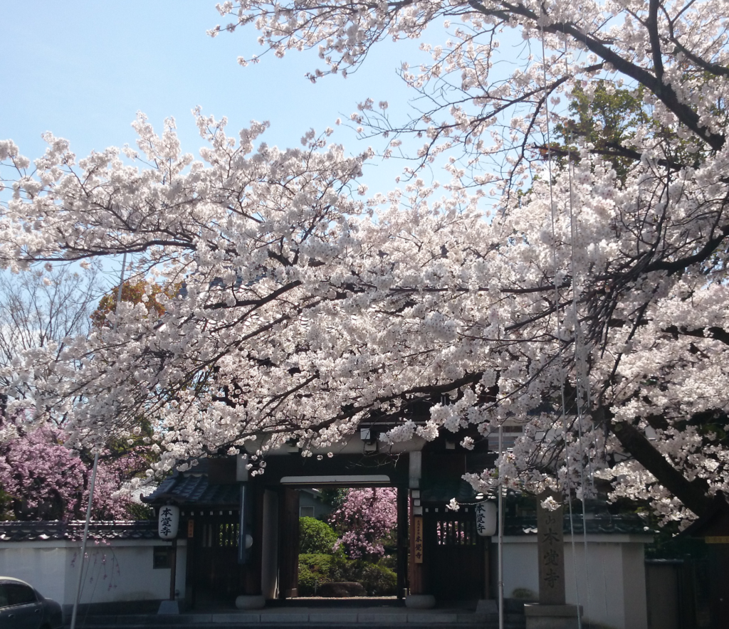 枚方本覚寺　山門の桜