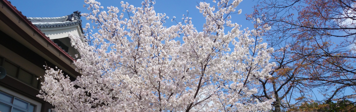 枚方本覚寺　境内の桜