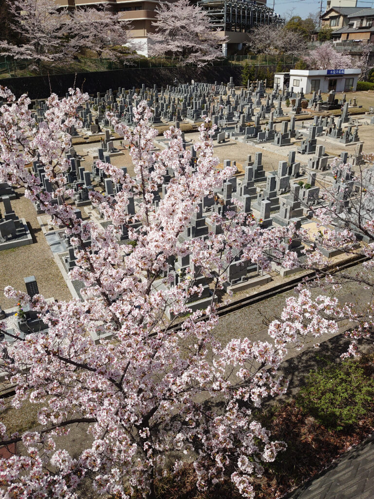 枚方本覚寺墓苑　桜の季節